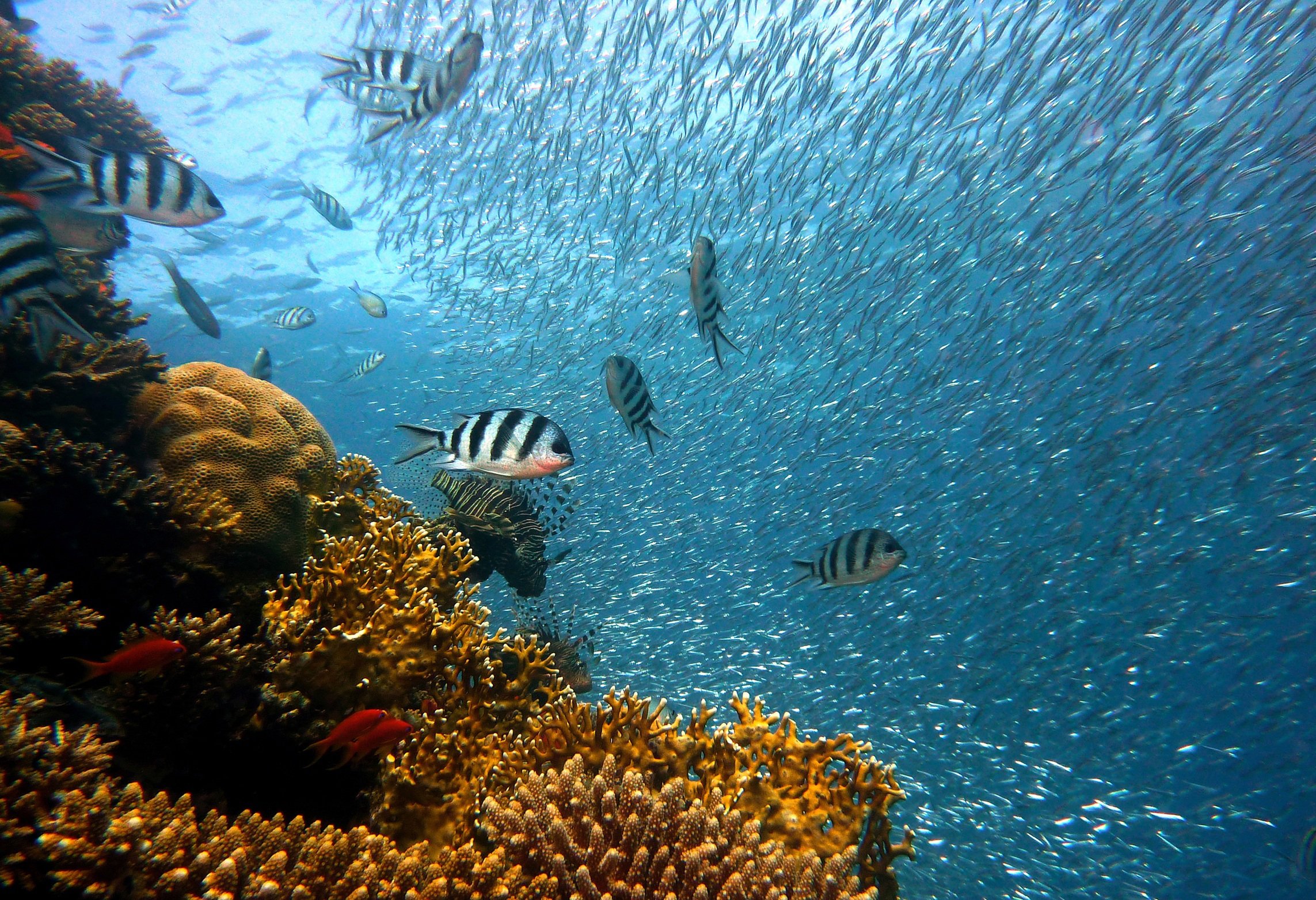 Diving and snorkelling Diving and snorkelling